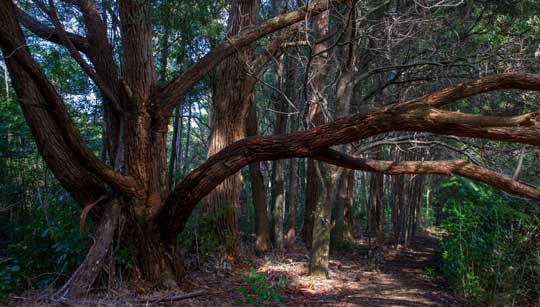 Milnthorpe Park, Golden Bay